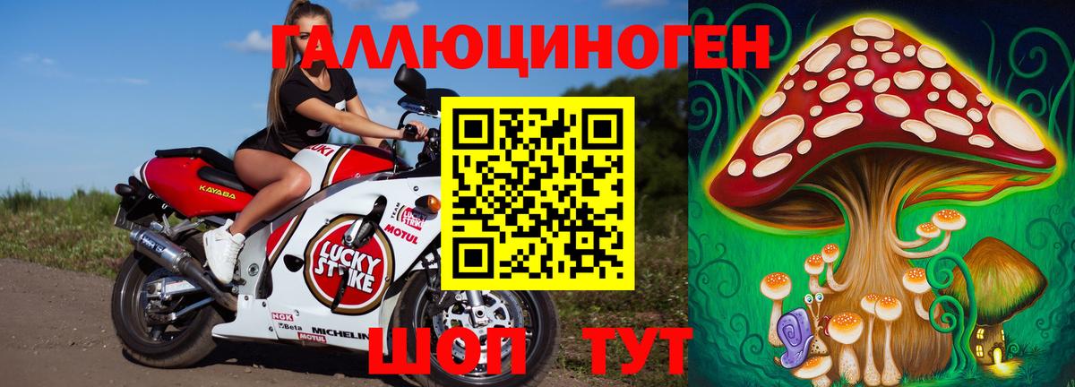 Пугачёв  Псилоцибиновые грибы Psilocybine cubensis  Вход с VPN 